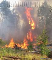 Лесной пожар Фото Тамбов