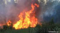Лесной пожар в Тамбове Фото Тамбов
